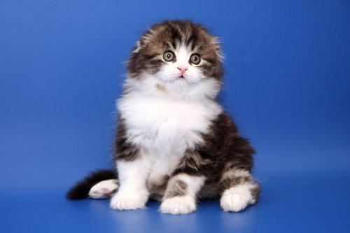 Кошки породы Шотландская вислоухая (Scottish Fold)