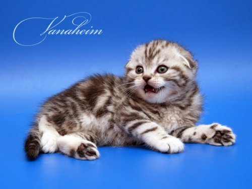 Кошки породы Шотландская вислоухая (Scottish Fold)