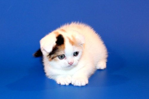 Кошки породы Шотландская вислоухая (Scottish Fold)