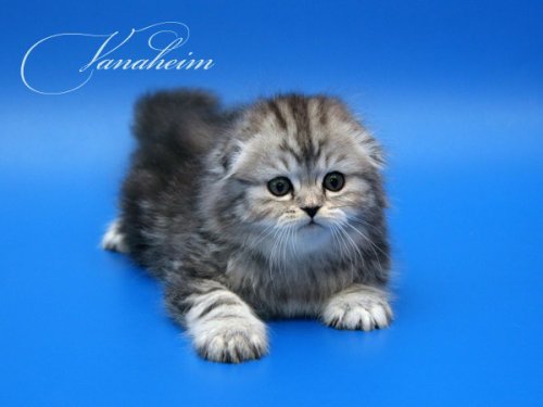 Кошки породы Шотландская вислоухая (Scottish Fold)