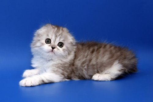 Кошки породы Шотландская вислоухая (Scottish Fold)