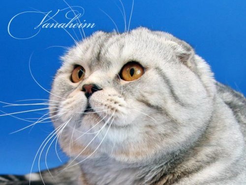 Кошки породы Шотландская вислоухая (Scottish Fold)