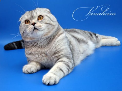 Кошки породы Шотландская вислоухая (Scottish Fold)