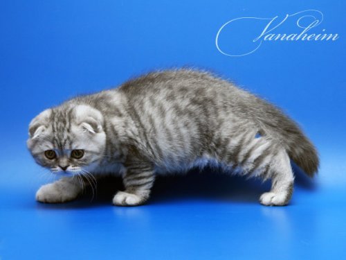 Кошки породы Шотландская вислоухая (Scottish Fold)