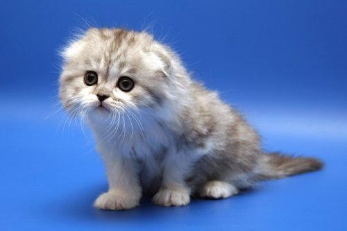 Кошки породы Шотландская вислоухая (Scottish Fold)