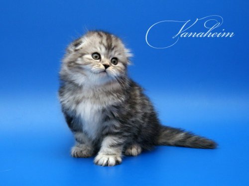 Кошки породы Шотландская вислоухая (Scottish Fold)