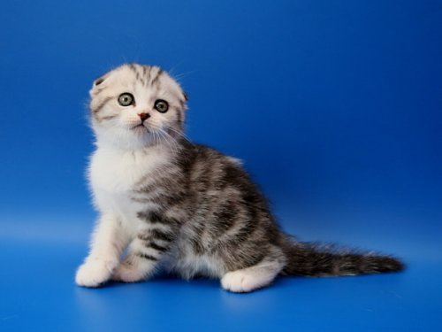 Кошки породы Шотландская вислоухая (Scottish Fold)