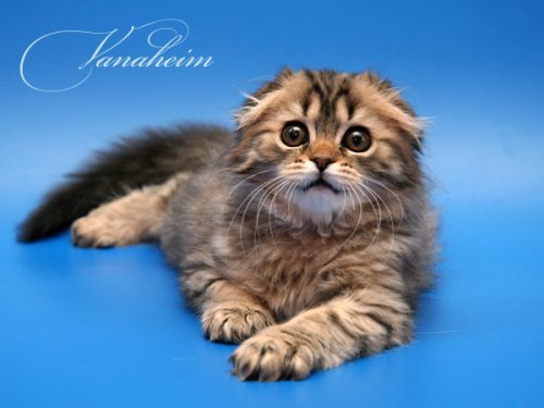 Кошки породы Шотландская вислоухая (Scottish Fold)