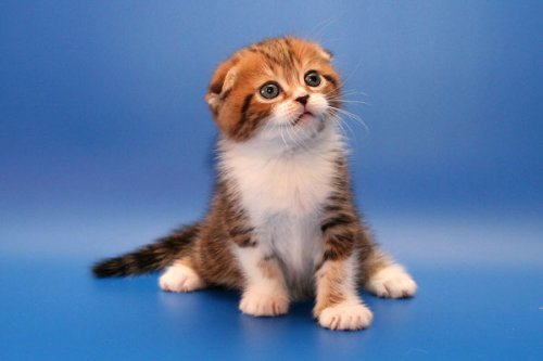 Кошки породы Шотландская вислоухая (Scottish Fold)