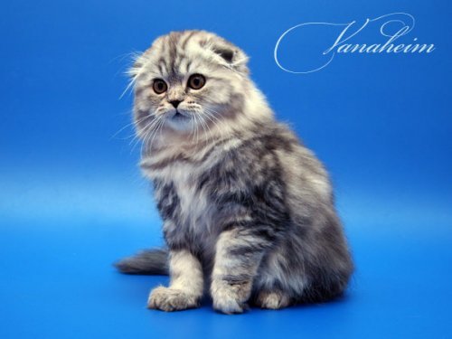 Кошки породы Шотландская вислоухая (Scottish Fold)