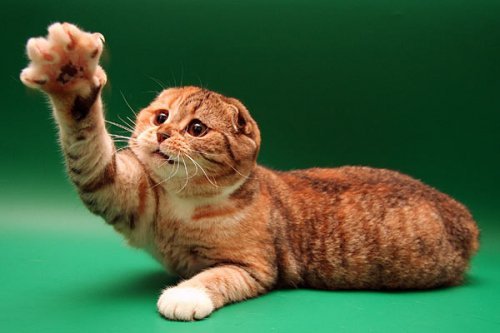 Кошки породы Шотландская вислоухая (Scottish Fold)