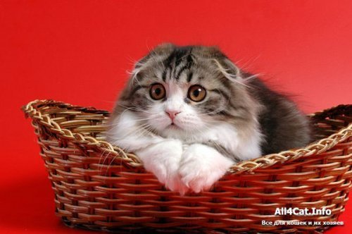 Кошки породы Шотландская вислоухая (Scottish Fold)