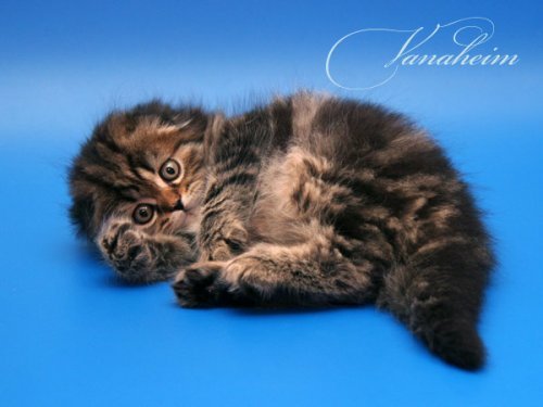 Кошки породы Шотландская вислоухая (Scottish Fold)