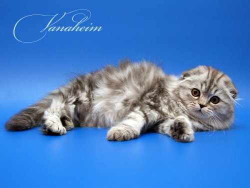 Кошки породы Шотландская вислоухая (Scottish Fold)