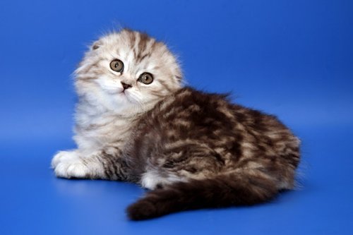 Кошки породы Шотландская вислоухая (Scottish Fold)