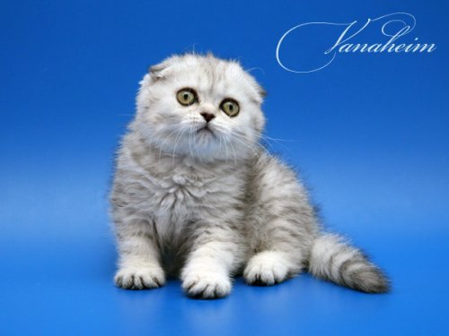 Кошки породы Шотландская вислоухая (Scottish Fold)