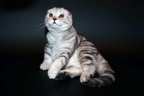 Кошки породы Шотландская вислоухая (Scottish Fold)