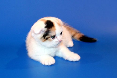 Кошки породы Шотландская вислоухая (Scottish Fold)