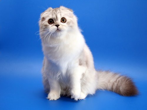 Кошки породы Шотландская вислоухая (Scottish Fold)