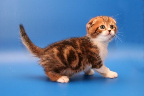 Кошки породы Шотландская вислоухая (Scottish Fold)