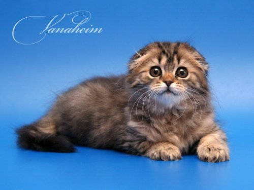 Кошки породы Шотландская вислоухая (Scottish Fold)