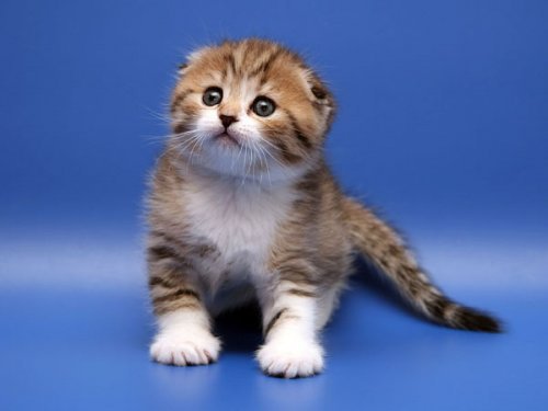 Кошки породы Шотландская вислоухая (Scottish Fold)