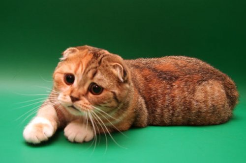 Кошки породы Шотландская вислоухая (Scottish Fold)