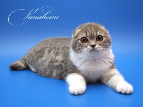 Кошки породы Шотландская вислоухая (Scottish Fold)