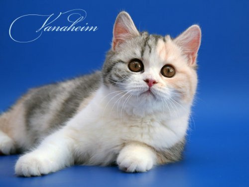 Кошки породы Шотландская вислоухая (Scottish Fold)