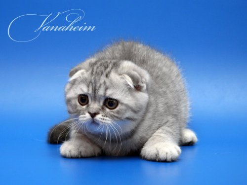 Кошки породы Шотландская вислоухая (Scottish Fold)