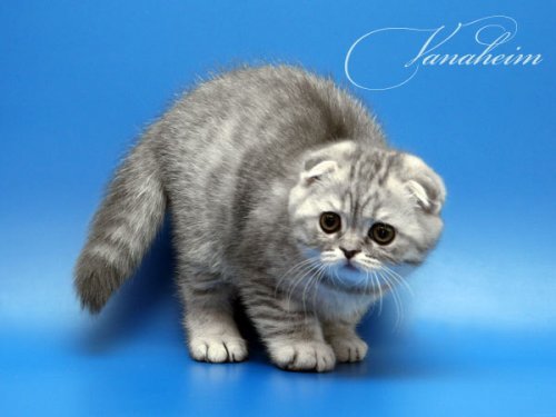 Кошки породы Шотландская вислоухая (Scottish Fold)