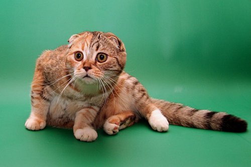 Кошки породы Шотландская вислоухая (Scottish Fold)