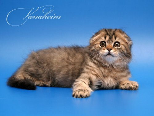 Кошки породы Шотландская вислоухая (Scottish Fold)