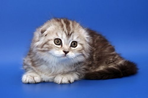 Кошки породы Шотландская вислоухая (Scottish Fold)