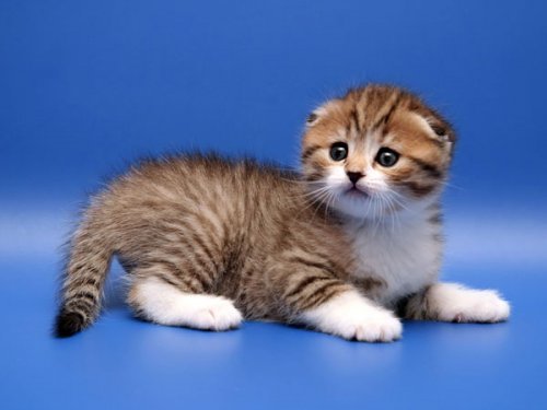 Кошки породы Шотландская вислоухая (Scottish Fold)