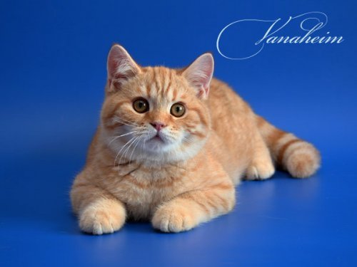 Кошки породы Шотландская вислоухая (Scottish Fold)