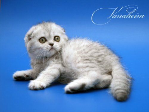 Кошки породы Шотландская вислоухая (Scottish Fold)