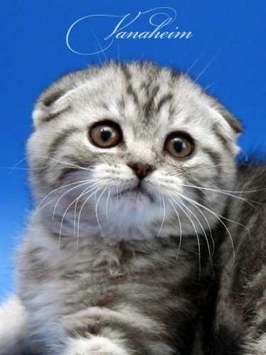 Кошки породы Шотландская вислоухая (Scottish Fold)