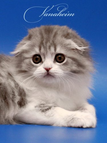 Кошки породы Шотландская вислоухая (Scottish Fold)