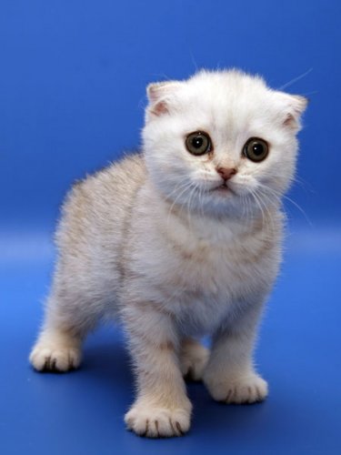 Кошки породы Шотландская вислоухая (Scottish Fold)