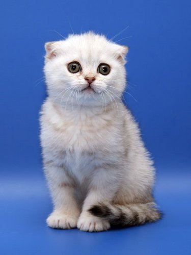 Кошки породы Шотландская вислоухая (Scottish Fold)