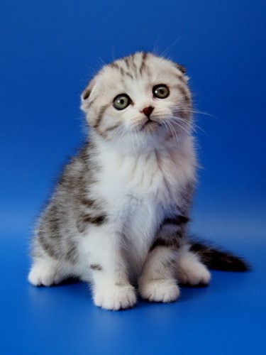 Кошки породы Шотландская вислоухая (Scottish Fold)