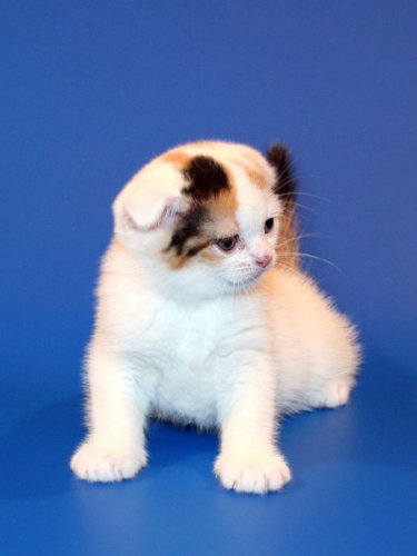 Кошки породы Шотландская вислоухая (Scottish Fold)