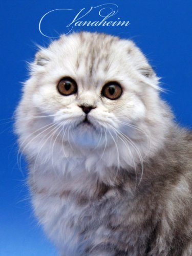 Кошки породы Шотландская вислоухая (Scottish Fold)