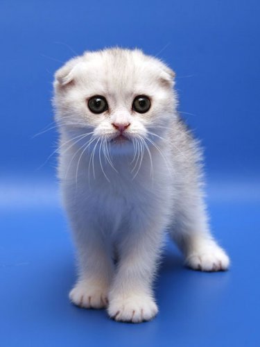 Кошки породы Шотландская вислоухая (Scottish Fold)