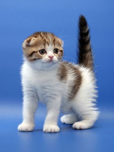 Кошки породы Шотландская вислоухая (Scottish Fold)