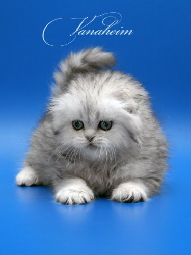 Кошки породы Шотландская вислоухая (Scottish Fold)