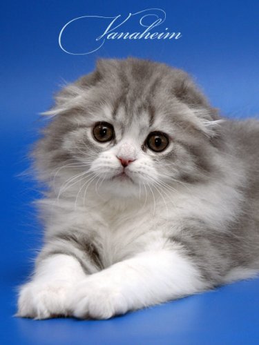 Кошки породы Шотландская вислоухая (Scottish Fold)