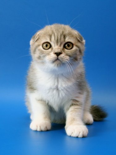 Кошки породы Шотландская вислоухая (Scottish Fold)