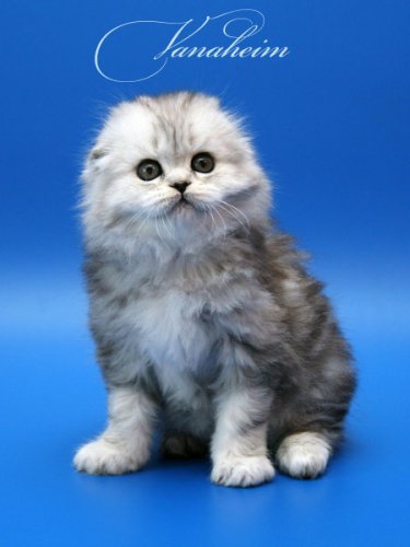 Кошки породы Шотландская вислоухая (Scottish Fold)